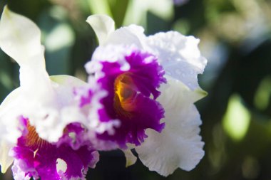 güzel tropik çiçekler