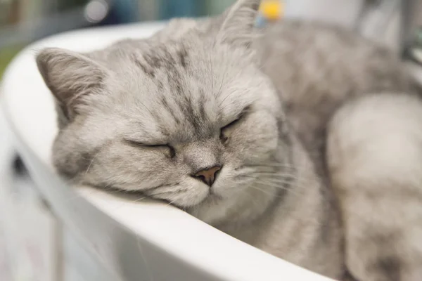 Chat dans un évier — Photo