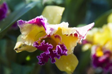 güzel tropik çiçekler