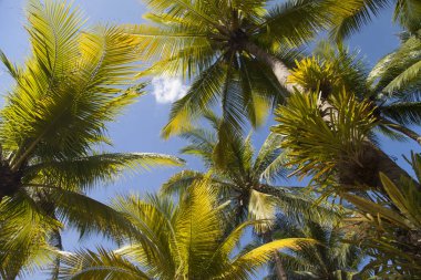 yüksek yeşil palmiye ağaçları