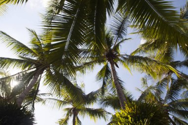 yüksek yeşil palmiye ağaçları