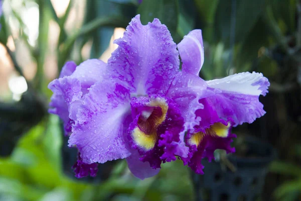 Schöne tropische Blumen — Stockfoto