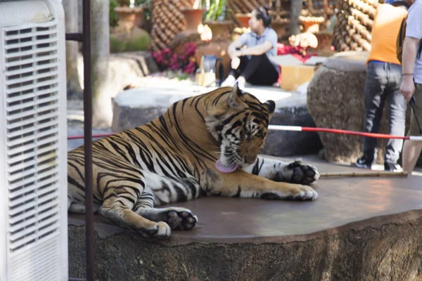 Tigre en servidumbre — Foto de Stock