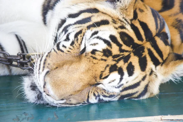 Den Vackra Fångade Tiger Lögner Och Tänker — Stockfoto