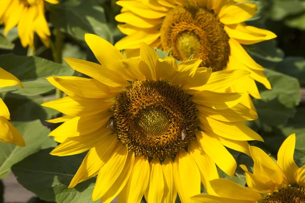 Sunflowers in the sun — Stock Photo, Image