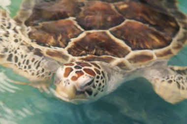 bir akvaryum içinde turtle