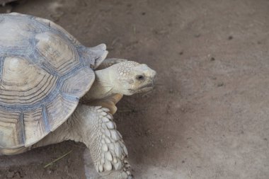 büyük eski kaplumbağa