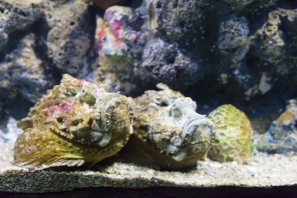 Риби в акваріумі — стокове фото