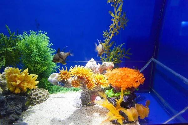 Peixes em um aquário — Fotografia de Stock