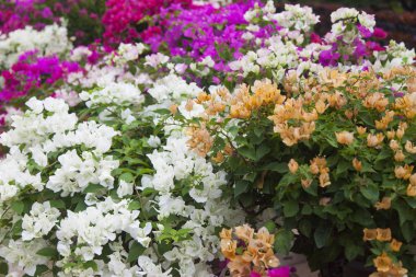 güzel tropik çiçekler