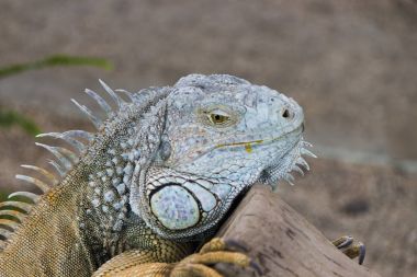 Kertenkele oturur ve görünüyor