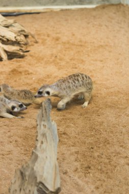 Surikata bozkır içinde