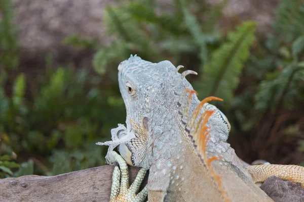 El lagarto se sienta y mira —  Fotos de Stock