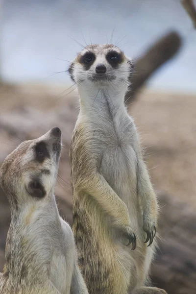 encontrar dois mesmos animais. atividade de correspondência de floresta  para crianças. planilha de quiz lógico educacional engraçado da floresta  para crianças. jogo para impressão simples com urso fofo, esquilo, coelho,  raposa, alce