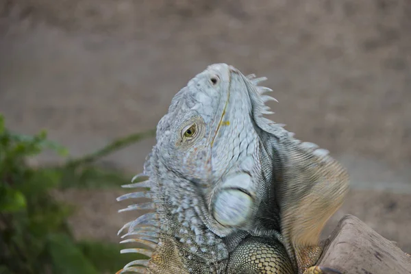 El lagarto se sienta y mira —  Fotos de Stock