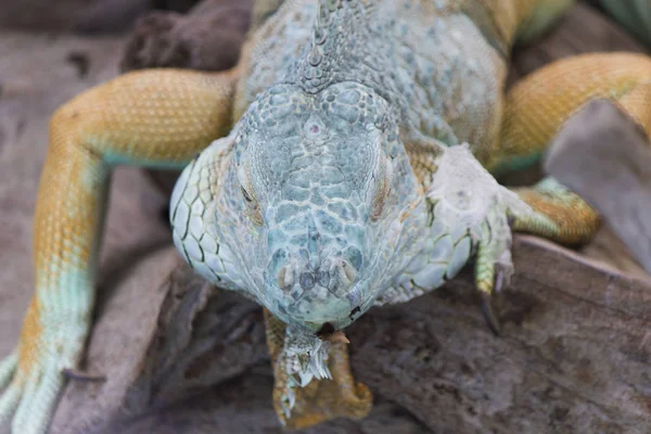 El lagarto se sienta y mira —  Fotos de Stock