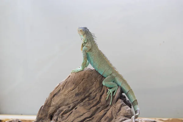 The lizard sits and looks — Stock Photo, Image