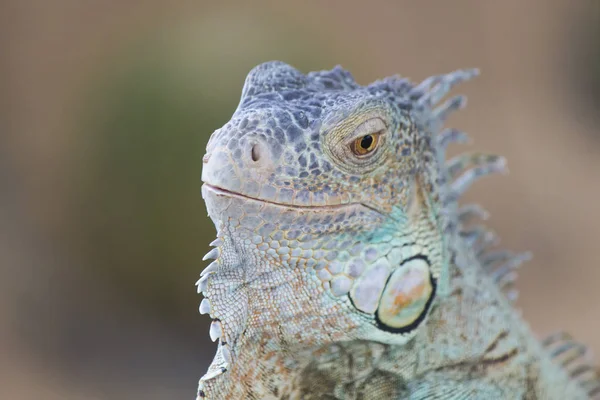 El lagarto se sienta y mira —  Fotos de Stock