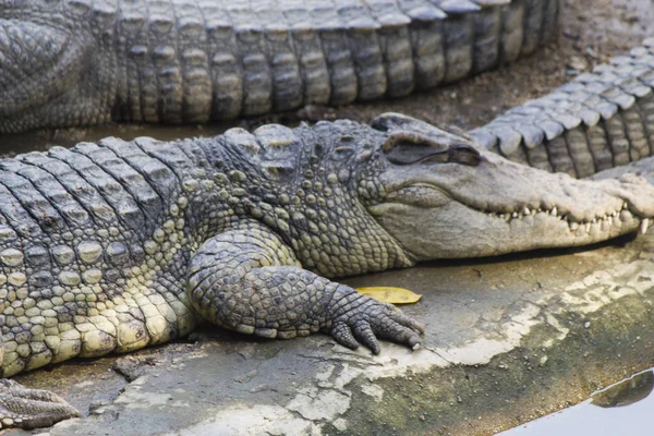 Crocodiles on the river bank — Stock Photo, Image
