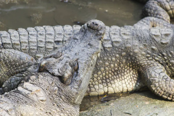 Krokodyle na brzegu rzeki — Zdjęcie stockowe