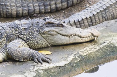 Timsahlar üzerinde avcılık
