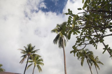Palmiye ağaçları ve gökyüzü