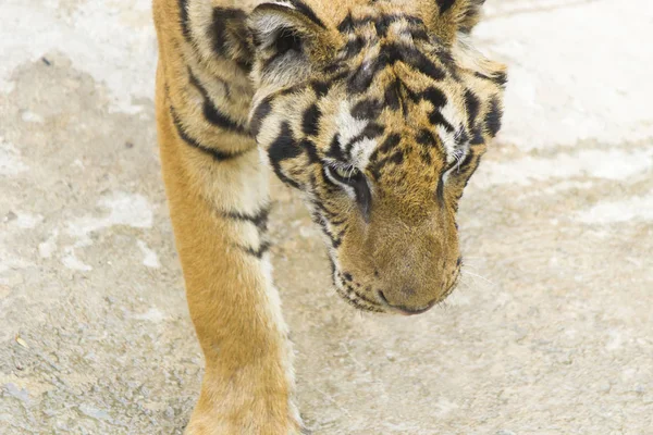 Tiger i skydd — Stockfoto