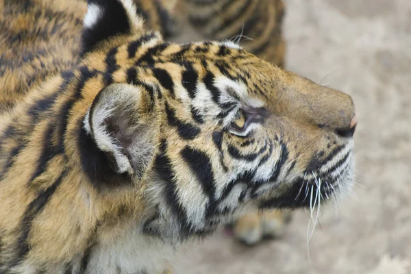 Tiger i skydd — Stockfoto