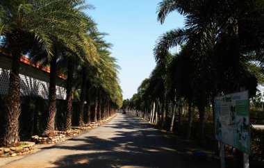 Palmiye ağaçları farklı ve güzel