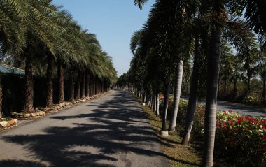 Palmiye ağaçları farklı ve güzel