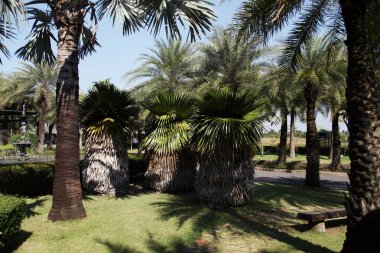 Palmiye ağaçları farklı ve güzel