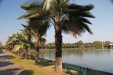 Palmiye ağaçları farklı ve güzel