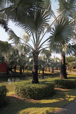 Palmiye ağaçları farklı ve güzel