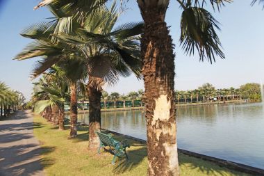 Palmiye ağaçları farklı ve güzel