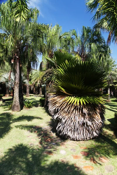 Palmiye ağaçları farklı ve güzel — Stok fotoğraf