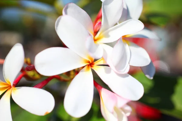 美しい熱帯の花 — ストック写真