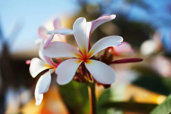 美丽的热带花朵 — 图库照片