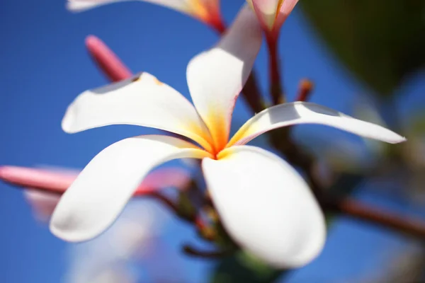 Lindas flores tropicais — Fotografia de Stock