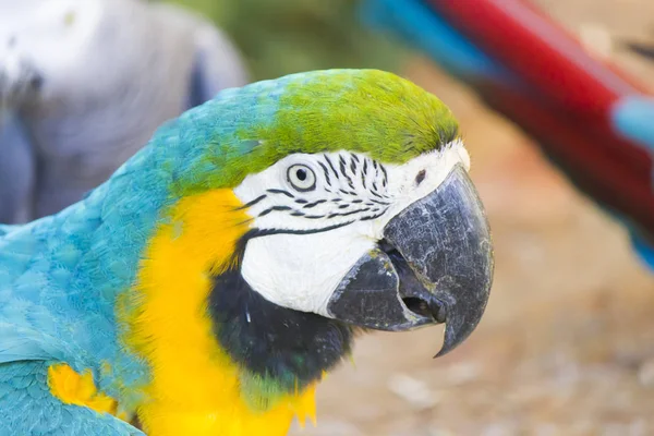 Krásný velký papoušek — Stock fotografie