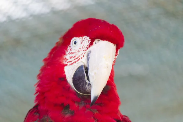 Прекрасный большой попугай — стоковое фото