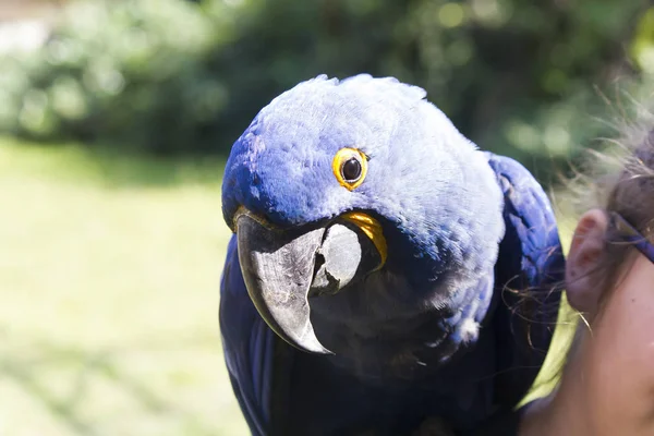 Beautiful big parrot — Stock Photo, Image