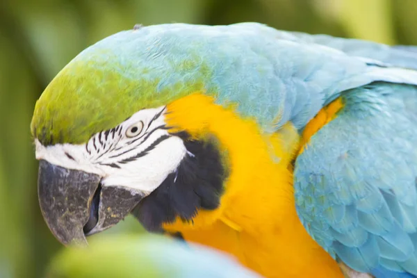 Beautiful big parrot — Stock Photo, Image