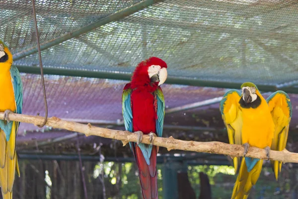 Beautiful big parrot — Stock Photo, Image