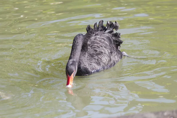 Belo cisne preto — Fotografia de Stock