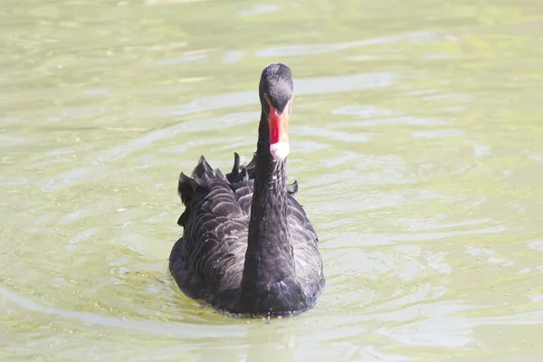 Belo cisne preto — Fotografia de Stock