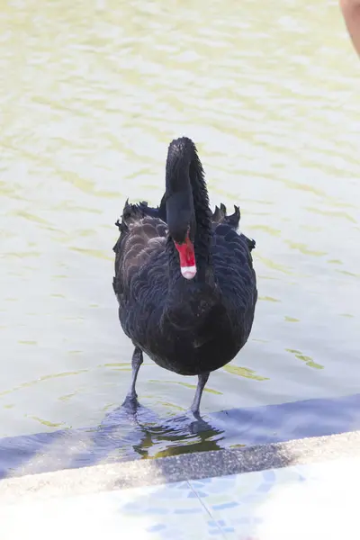 Belo cisne preto — Fotografia de Stock