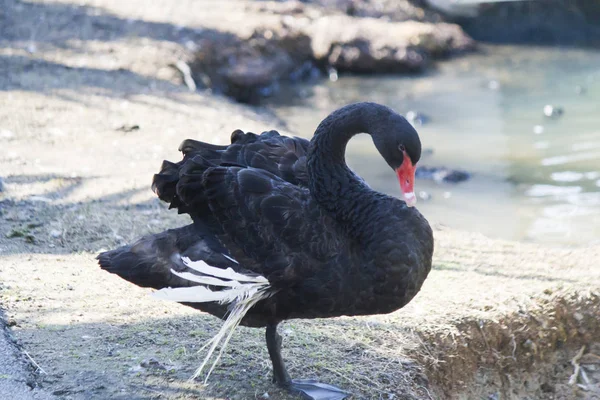 Belo cisne preto — Fotografia de Stock