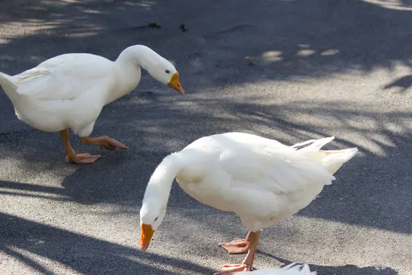 Geese in search of food — Stock Photo, Image