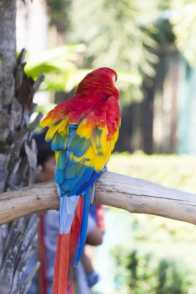 Hermoso loro grande — Foto de Stock