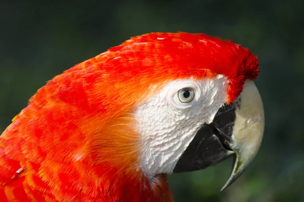 Papagaio grande bonito — Fotografia de Stock